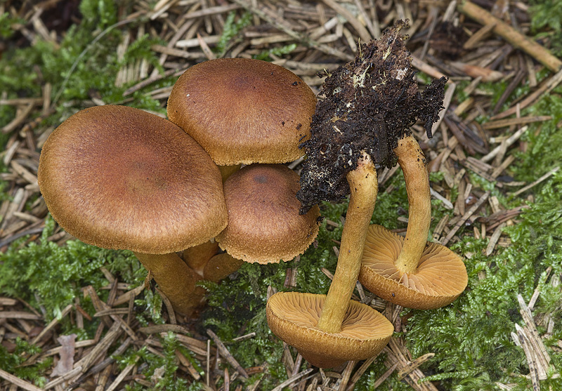 Cortinarius lignicola